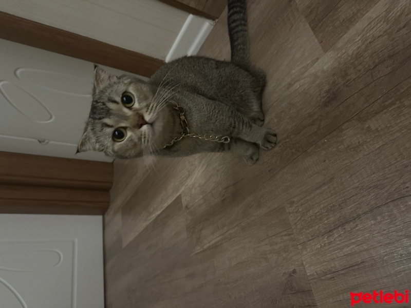 Scottish Fold, Kedi  Müezza fotoğrafı