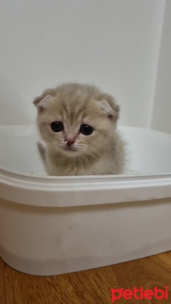 Scottish Fold, Kedi  Anna fotoğrafı