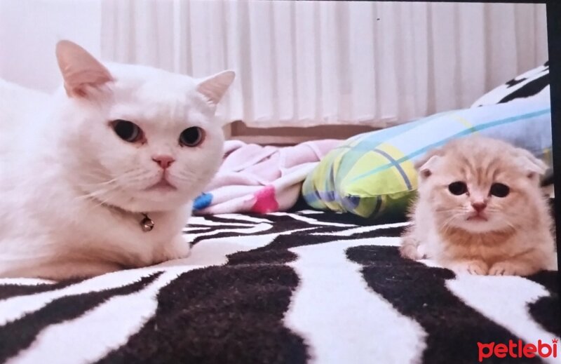 Scottish Fold, Kedi  Anna fotoğrafı