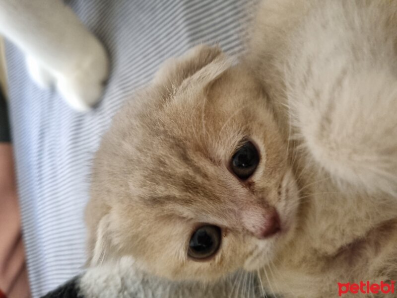 Scottish Fold, Kedi  Anna fotoğrafı