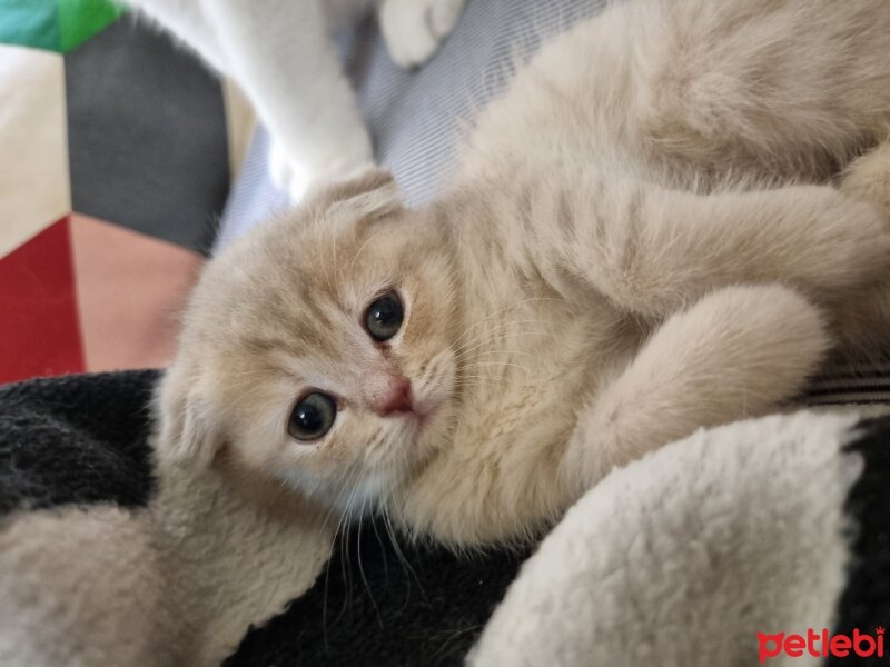 Scottish Fold, Kedi  Anna fotoğrafı