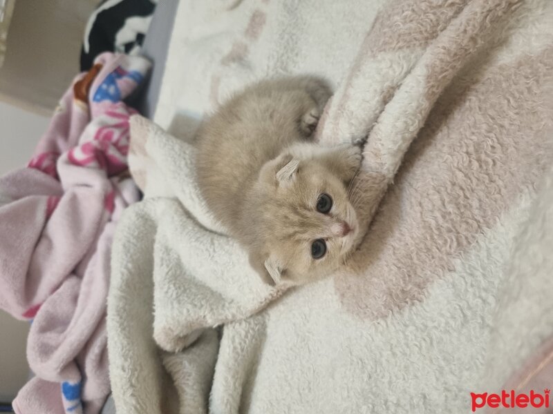 Scottish Fold, Kedi  Anna fotoğrafı