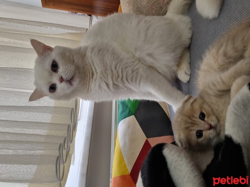 Scottish Fold, Kedi  Anna fotoğrafı