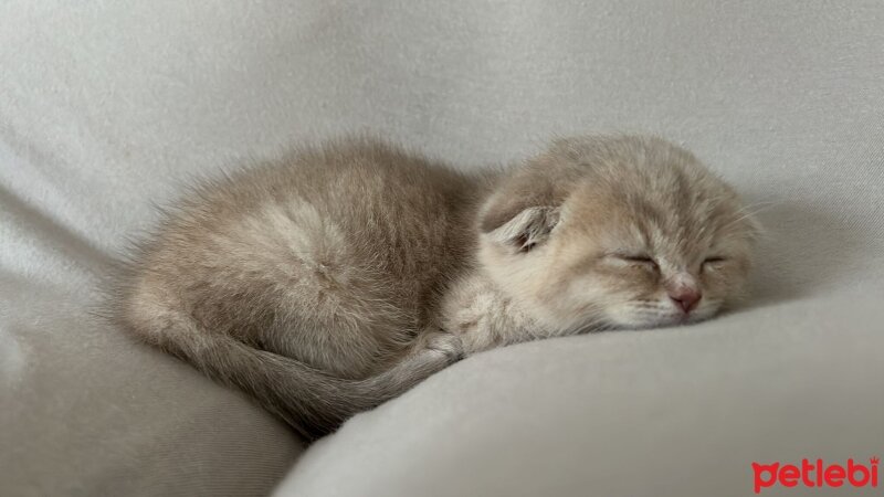 Scottish Fold, Kedi  Anna fotoğrafı