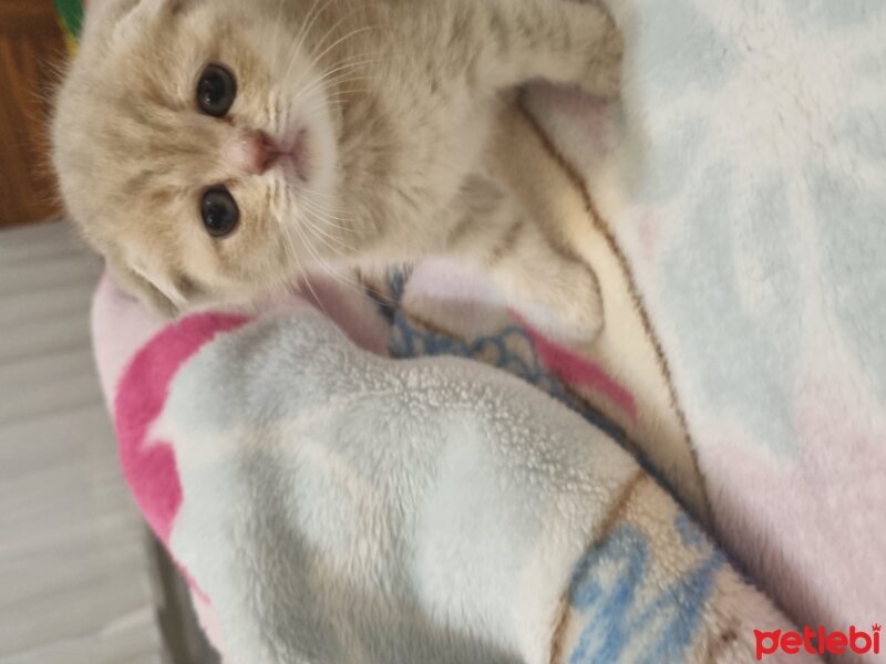 Scottish Fold, Kedi  Anna fotoğrafı