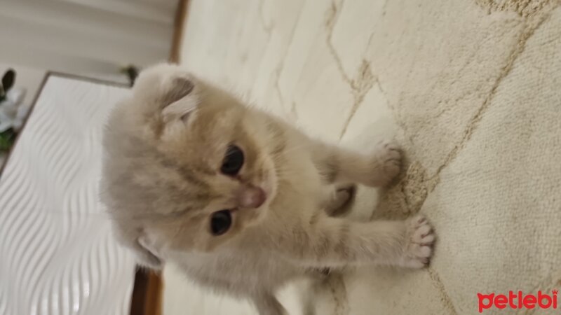 Scottish Fold, Kedi  Anna fotoğrafı