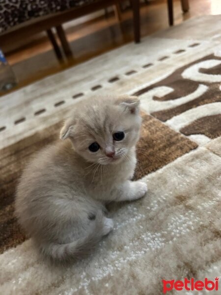 Scottish Fold, Kedi  Anna fotoğrafı