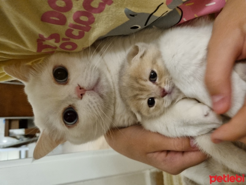 Burmilla (Silver Burmese), Kedi  Crumbl Bella fotoğrafı