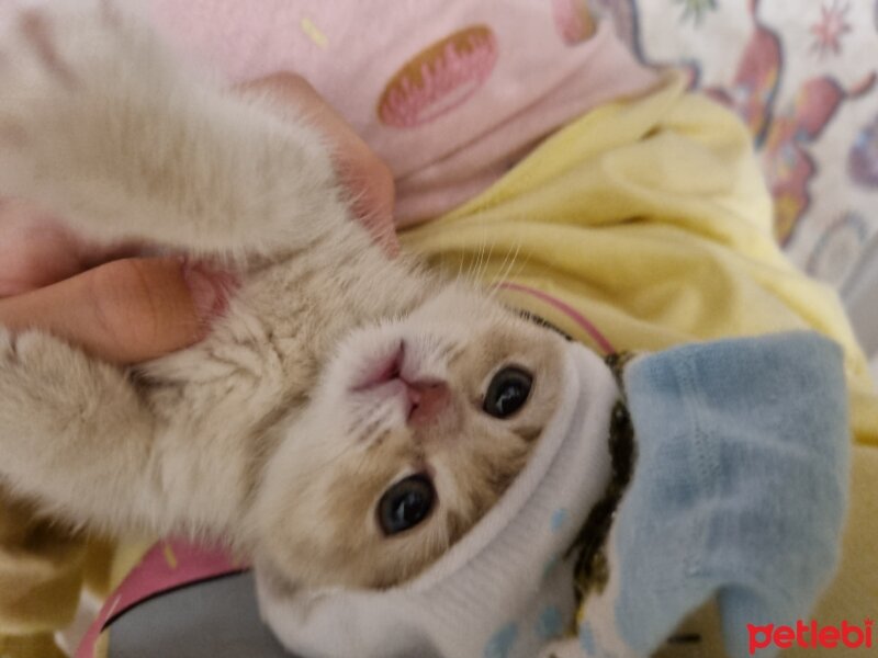 Burmilla (Silver Burmese), Kedi  Crumbl Bella fotoğrafı