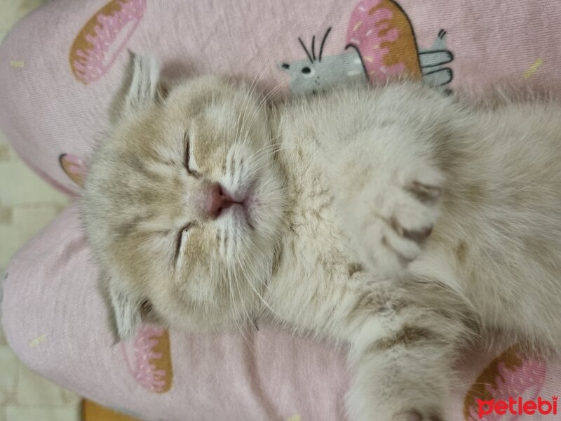 Burmilla (Silver Burmese), Kedi  Crumbl Bella fotoğrafı