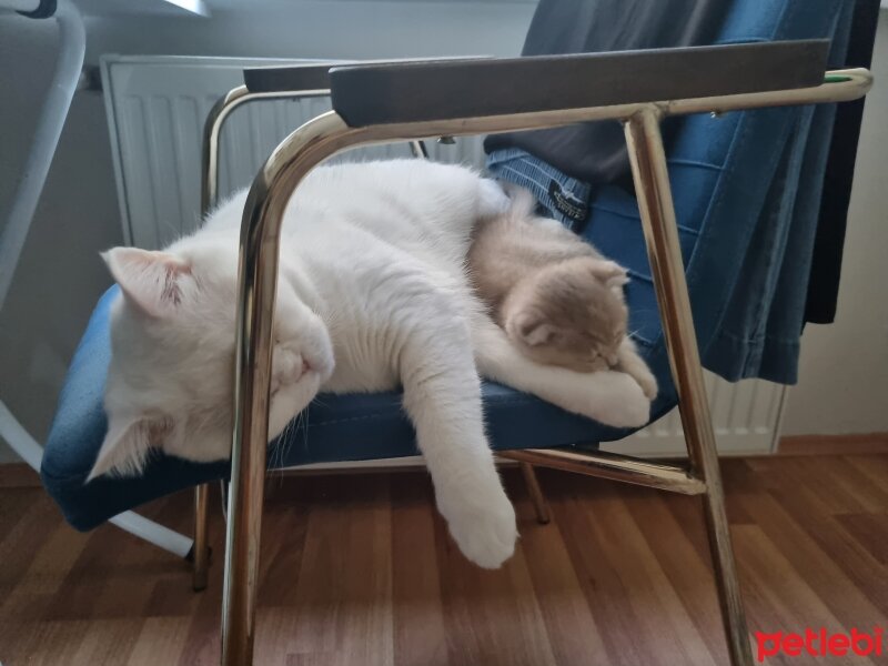 Burmilla (Silver Burmese), Kedi  Crumbl Bella fotoğrafı