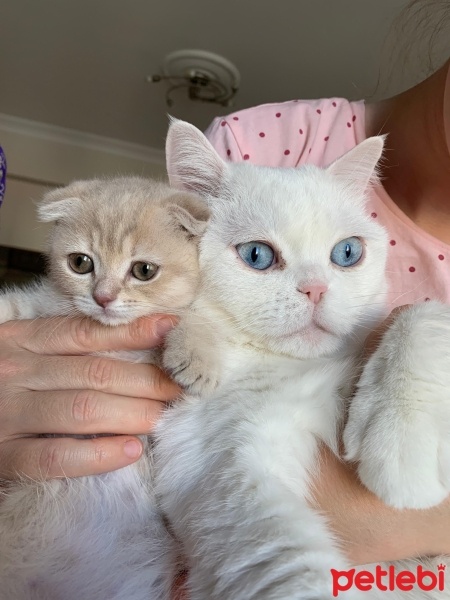 Burmilla (Silver Burmese), Kedi  Crumbl Bella fotoğrafı