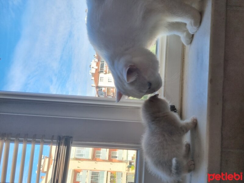 Burmilla (Silver Burmese), Kedi  Crumbl Bella fotoğrafı