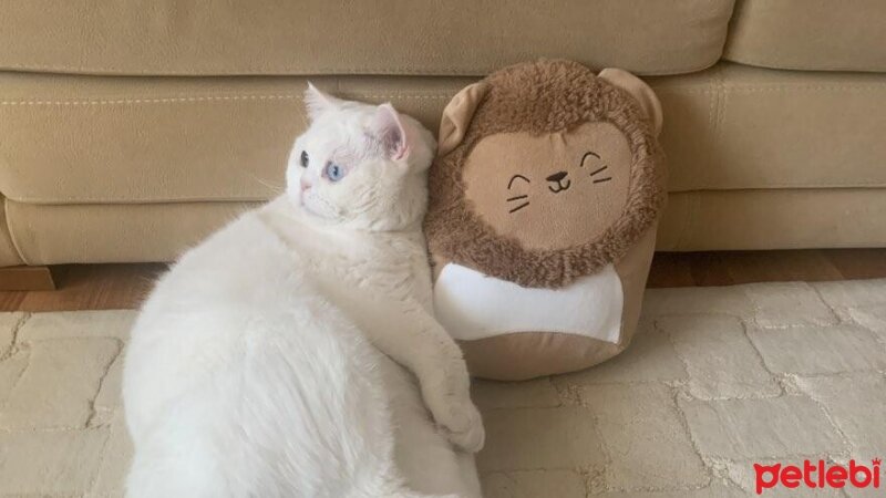 British Shorthair, Kedi  Melo fotoğrafı