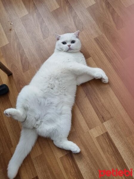 British Shorthair, Kedi  Melo fotoğrafı