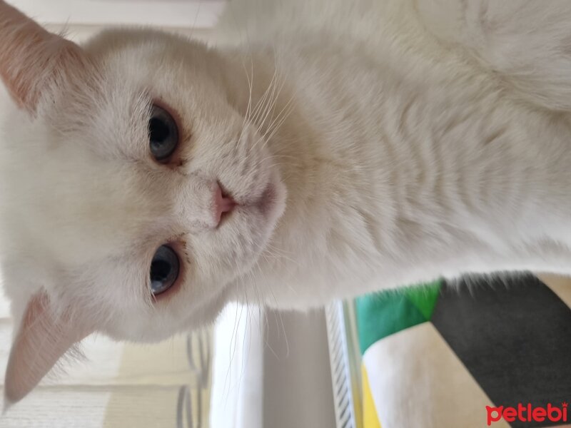 British Shorthair, Kedi  Melo fotoğrafı