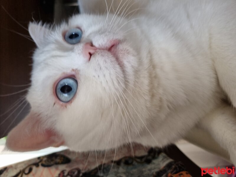 British Shorthair, Kedi  Melo fotoğrafı