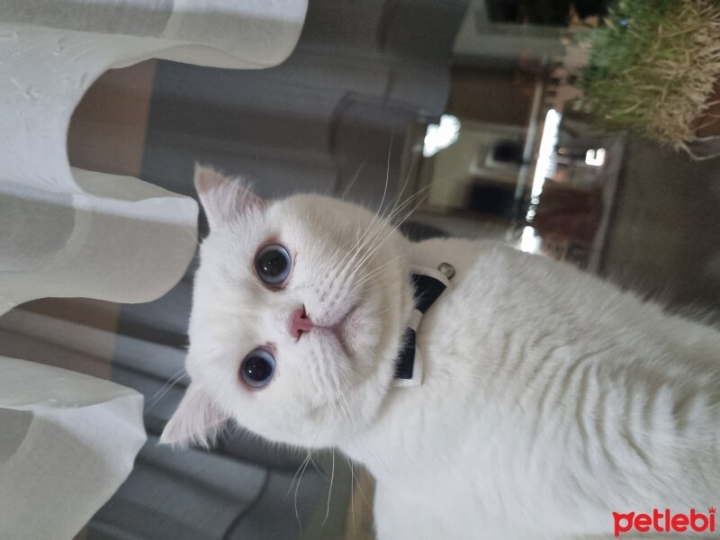 British Shorthair, Kedi  Melo fotoğrafı