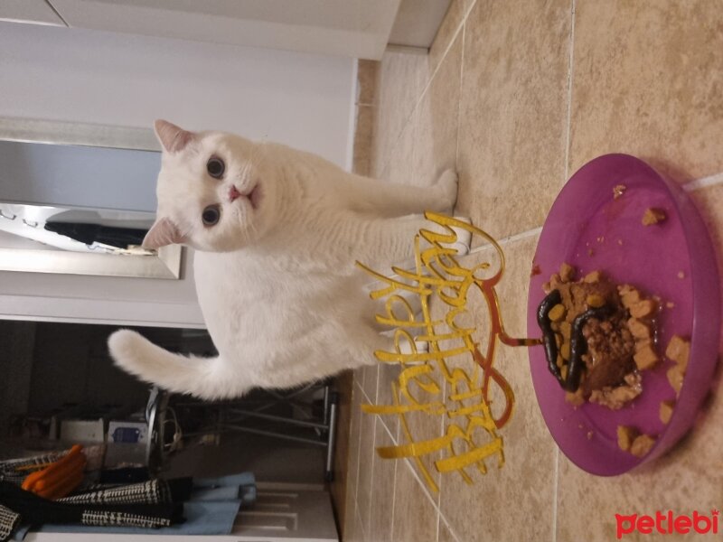 British Shorthair, Kedi  Melo fotoğrafı