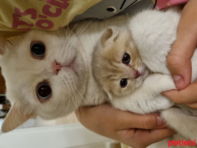 British Shorthair, Kedi  Felipe Melo fotoğrafı