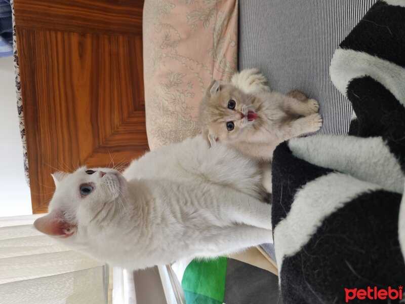 British Shorthair, Kedi  Felipe Melo fotoğrafı