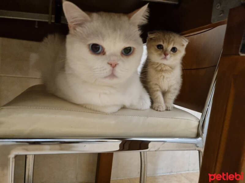 British Shorthair, Kedi  Felipe Melo fotoğrafı