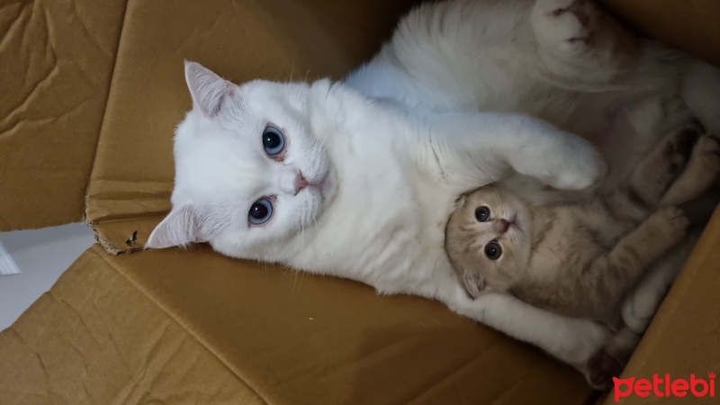 British Shorthair, Kedi  Felipe Melo fotoğrafı