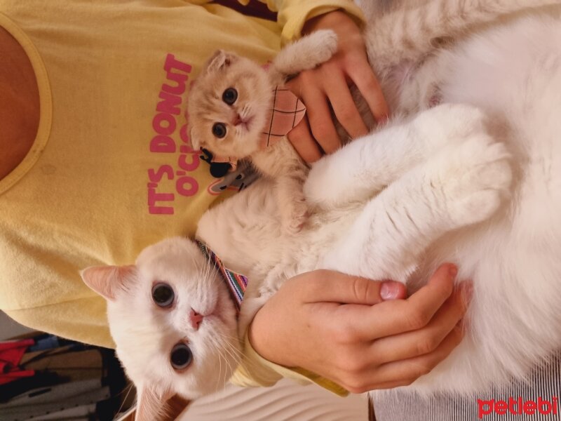 British Shorthair, Kedi  Felipe Melo fotoğrafı