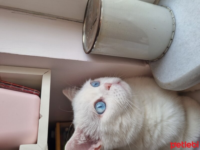 British Shorthair, Kedi  Felipe Melo fotoğrafı