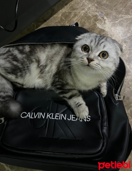 Scottish Fold, Kedi  Lolo fotoğrafı