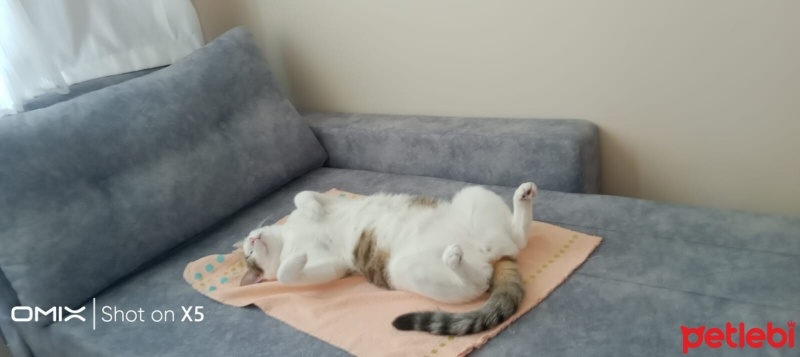 Tekir Kedi, Kedi  Minnoş fotoğrafı
