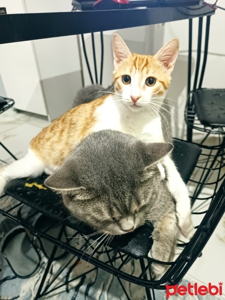 Sarman, Kedi  Aslan fotoğrafı