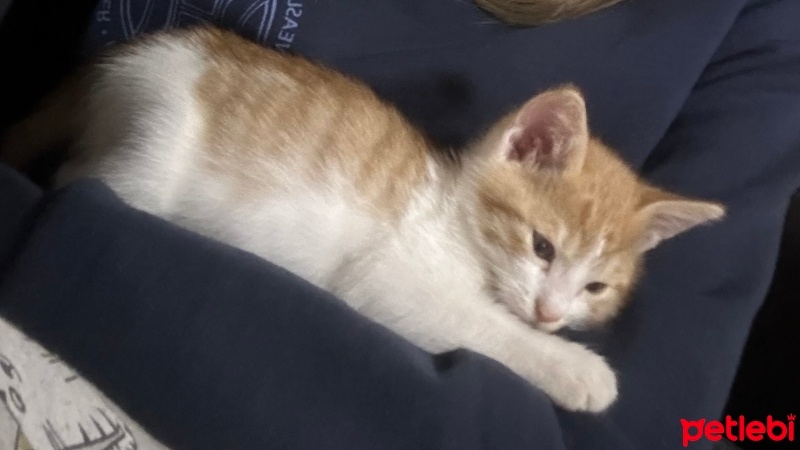 Sarman, Kedi  Yok fotoğrafı