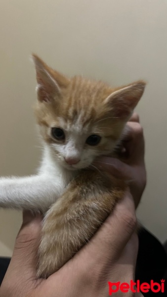 Sarman, Kedi  Yok fotoğrafı