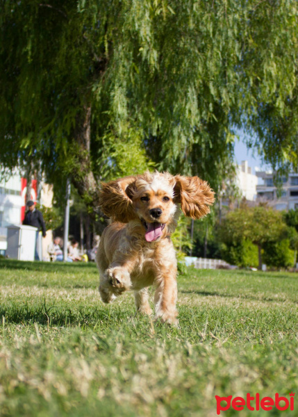 Amerikan Cocker Spaniel, Köpek  Karamel fotoğrafı