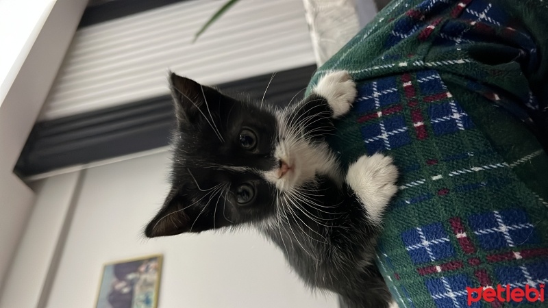 Tekir Kedi, Kedi  şaşkın fotoğrafı