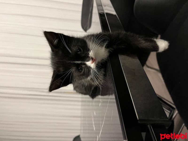 Tekir Kedi, Kedi  şaşkın fotoğrafı