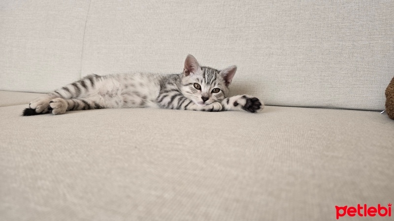 Tekir Kedi, Kedi  Reis fotoğrafı