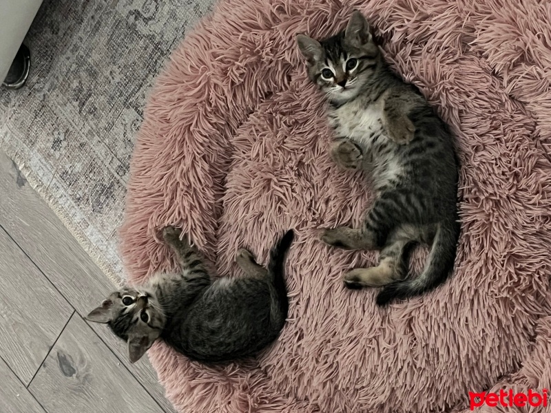 Tekir Kedi, Kedi  şanslı fotoğrafı