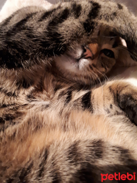 Tekir Kedi, Kedi  çakıl fotoğrafı