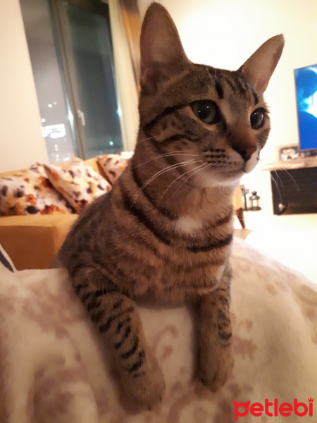 Tekir Kedi, Kedi  çakıl fotoğrafı
