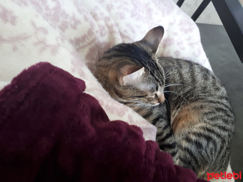 Tekir Kedi, Kedi  çakıl fotoğrafı