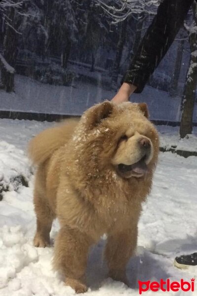 Chow Chow (çin Aslanı), Köpek  Çiko fotoğrafı