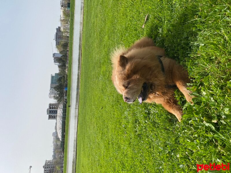 Chow Chow (çin Aslanı), Köpek  Çiko fotoğrafı