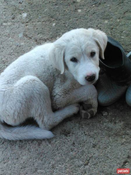 Labrador Retriever, Köpek  Şimal fotoğrafı