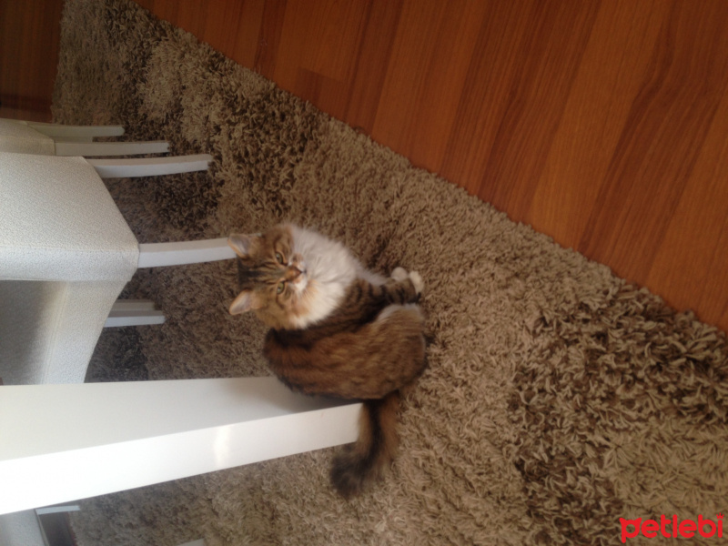 Chinchilla, Kedi  Mırmır fotoğrafı