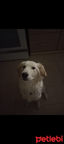 Golden Retriever, Köpek  ŞANS fotoğrafı