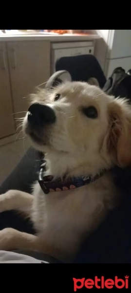 Golden Retriever, Köpek  ŞANS fotoğrafı
