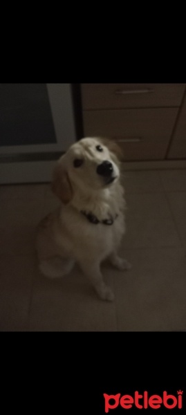 Golden Retriever, Köpek  ŞANS fotoğrafı