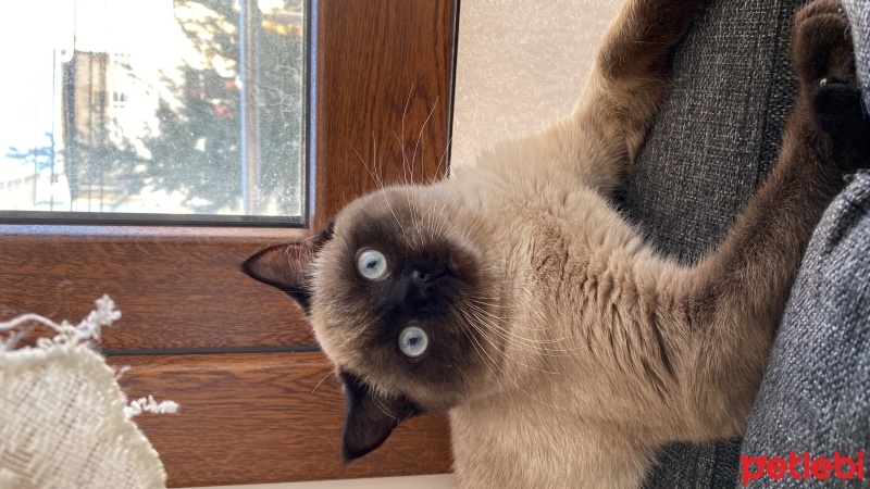 British Shorthair, Kedi  Çerez fotoğrafı